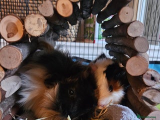 Guinea Pig rodents - Advert 2