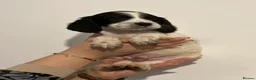English Springer Spaniel dogs for sale: English springer spaniel puppies - Advert 10