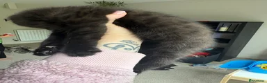 Mixed Breed 2