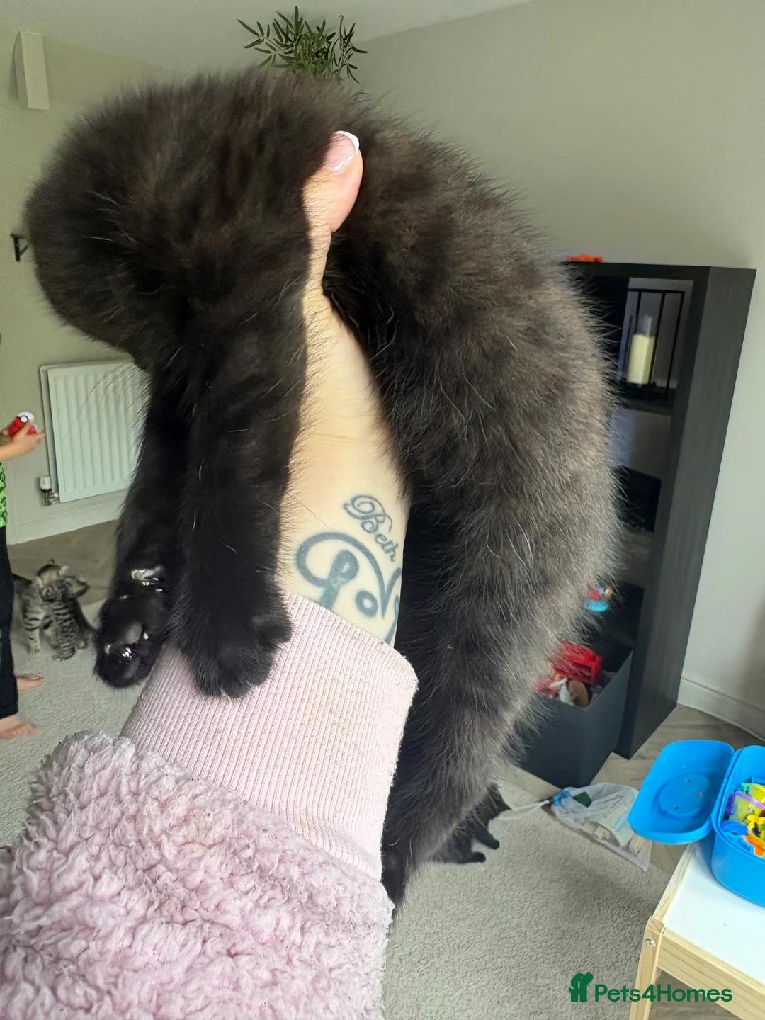 Mixed Breed cats for sale: Bengal x tabby kittens  - Advert 2