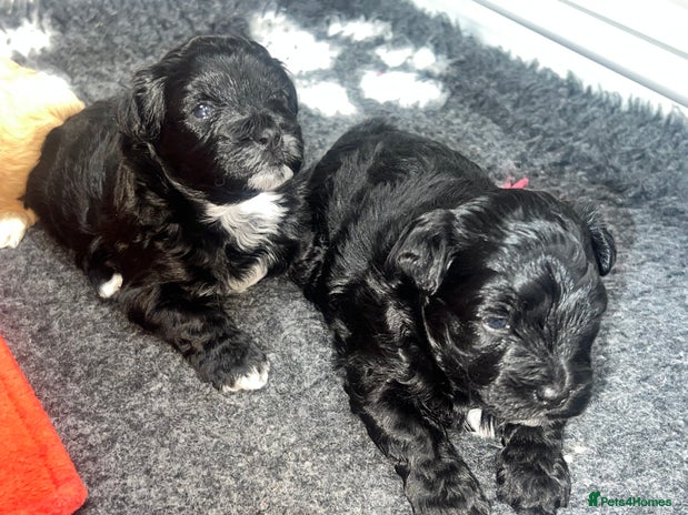 Maltipoo dogs - Advert 6