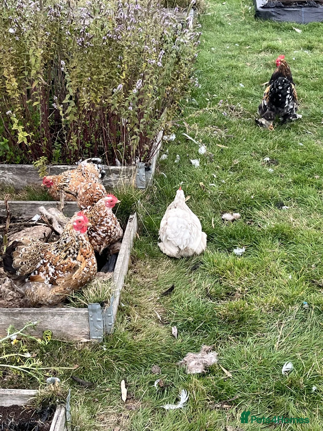 Chickens poultry for sale: Hatching Eggs-Millie Fleur Pekin Bantams 6 - Advert 2
