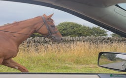 Irish Thoroughbred horses for sale: Outstanding 16.2 , 6 yr old tb gelding  - Image 11