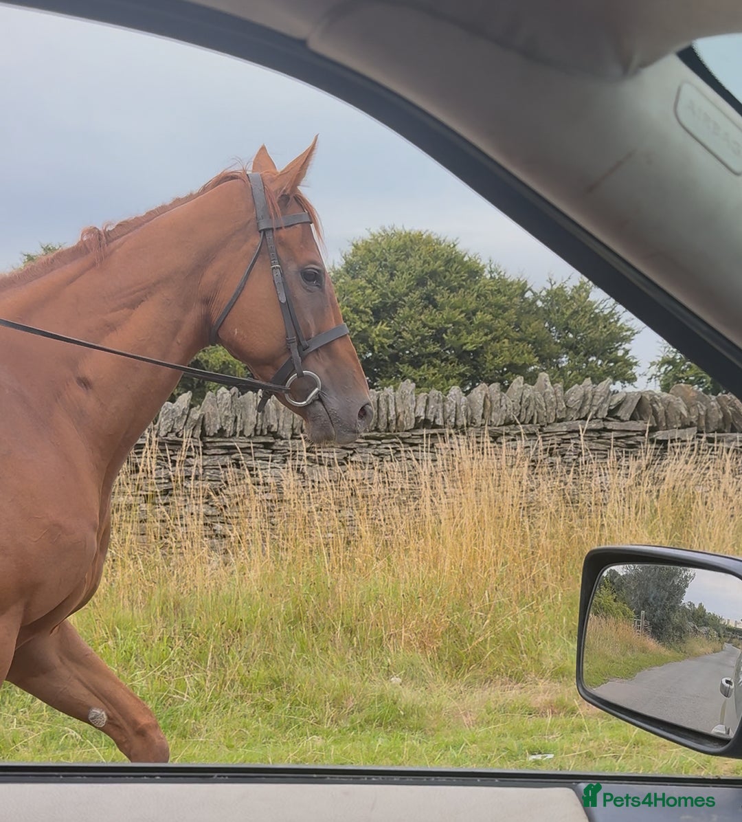 Irish Thoroughbred horses for sale: Outstanding 16.2 , 6 yr old tb gelding  - Image 11
