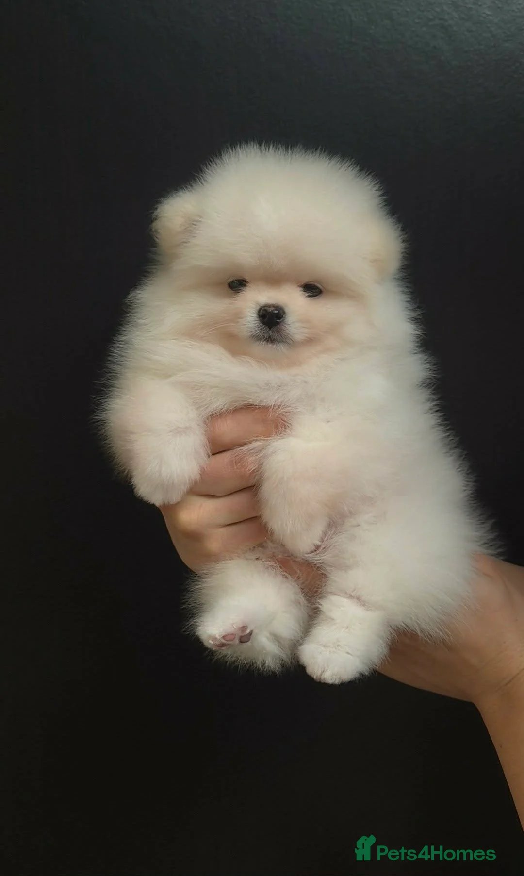 Pomeranian dogs for sale: Quality Chunky Teddy Bear Type Pomeranian Boy - Advert 17