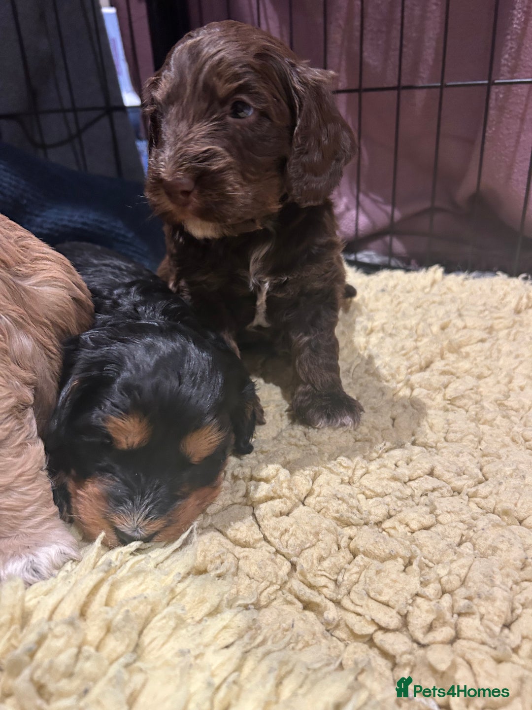 Cockapoo dogs for sale: Cockapoo puppies  - Advert 11