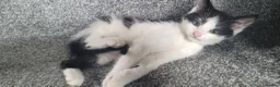 Mixed Breed cats for sale: cute kittens are looking for their new home in Gateshead - Advert 5