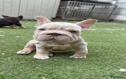 French Bulldog dogs for sale: Isabella&tan Merle carrying fluffy maybe pink - Image 1