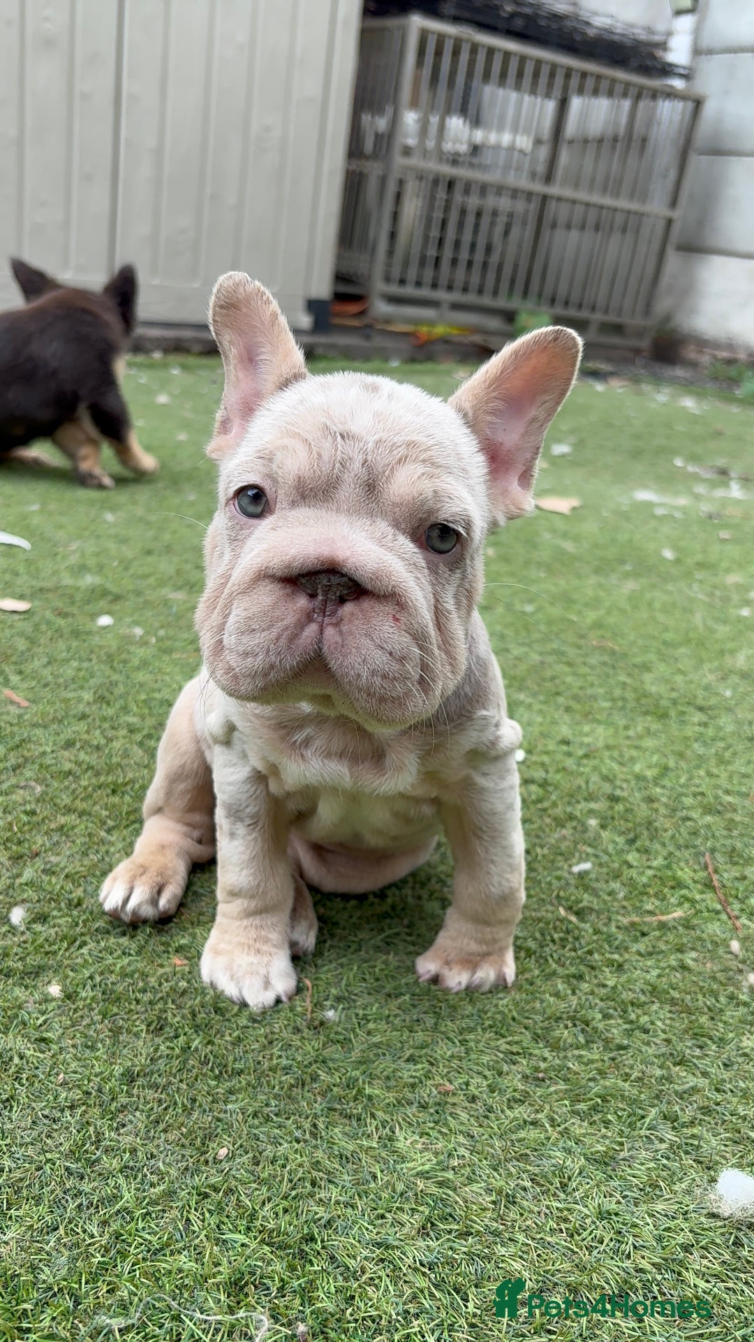 French Bulldog dogs for sale: Isabella&tan Merle carrying fluffy maybe pink - Image 1