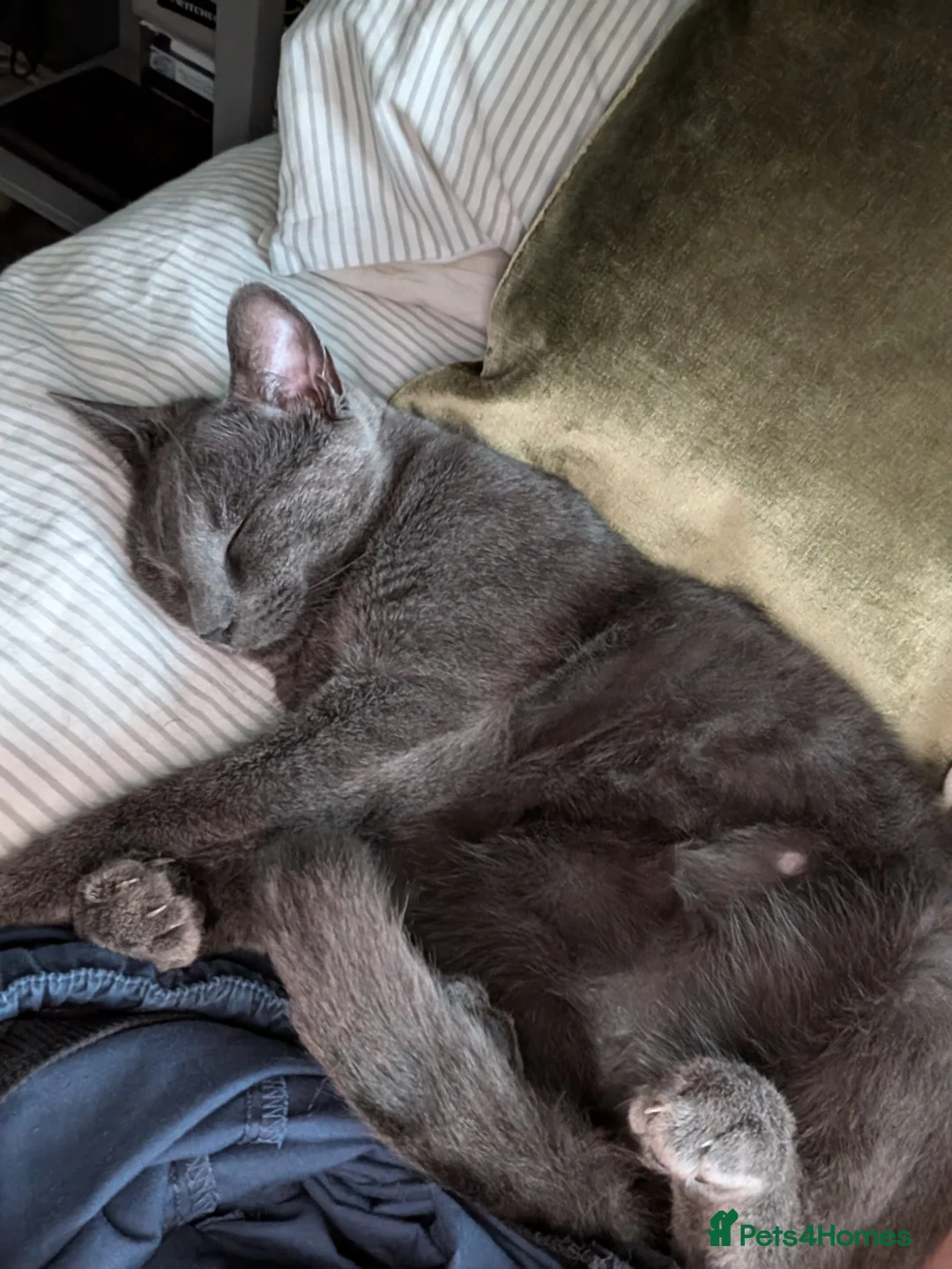 Mixed Breed cats for sale: Affectionate indoor cat looking for loving home - Advert 9