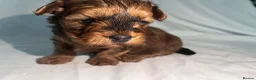 Yorkiepoo dogs for sale: Yorkiepoo Outstanding beautiful puppies - Advert 24