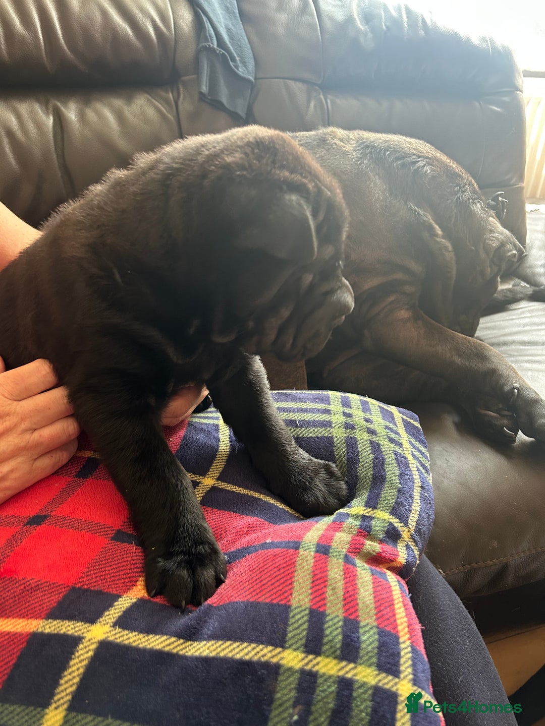 Shar Pei dogs for sale: 2 females 3 males Shar pei pups - Image 27
