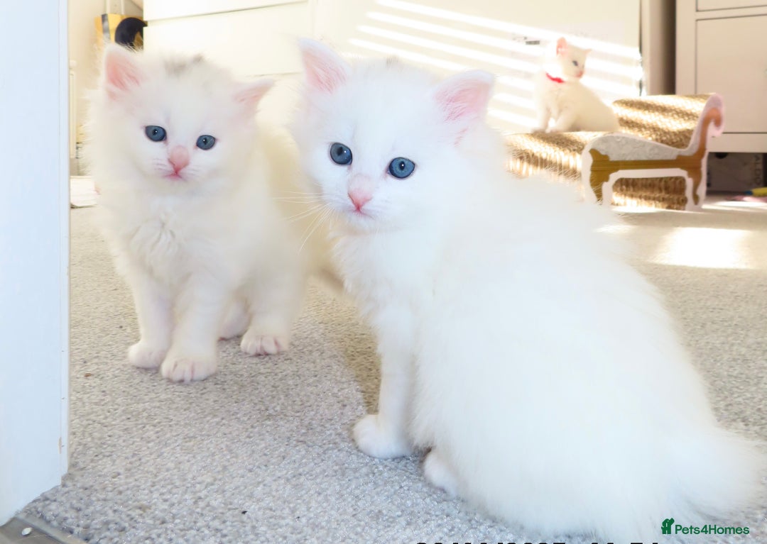 Siberian cats for sale: Little Fluffy Hypoallergenic Siberian Babies 🐾 - Advert 9