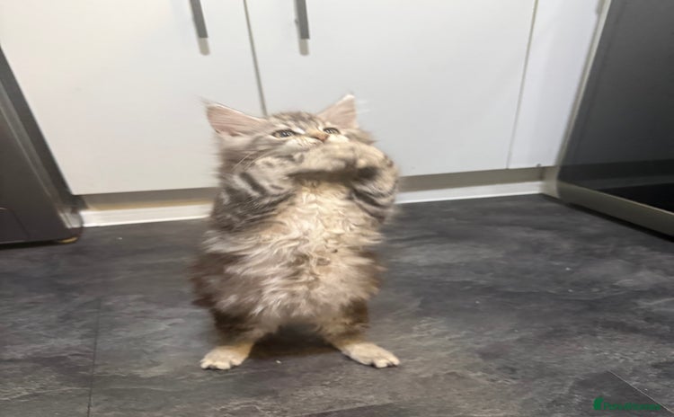 Maine Coon cats - Advert 4