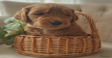 Mini Goldendoodle dogs - Advert 10