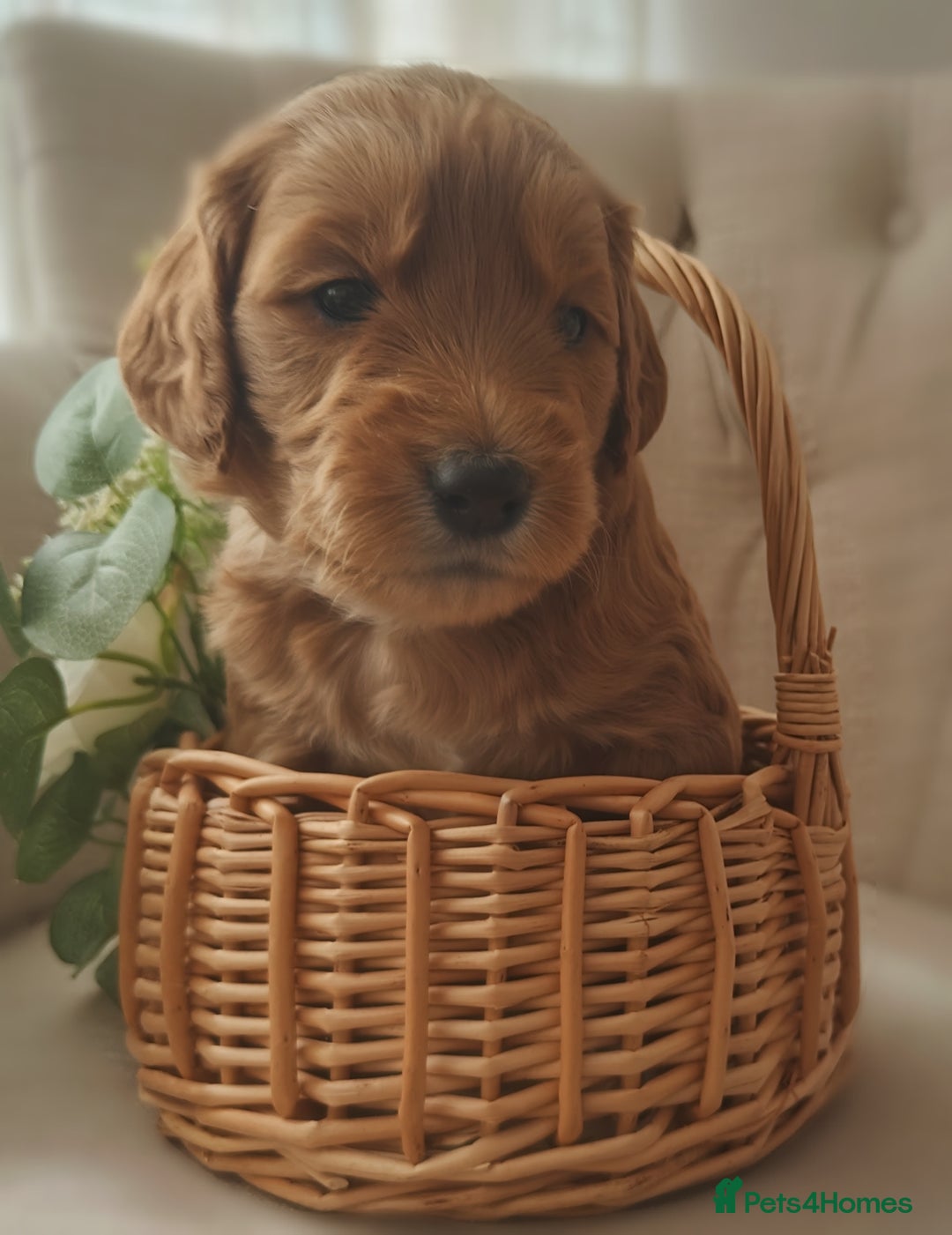 Mini Goldendoodle dogs for sale: *REDUCED* Adorable Red & Apricot Goldendoodles - Advert 18