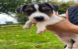 Parson Russell dogs for sale: KC Parsons Russell Puppies - Image 1