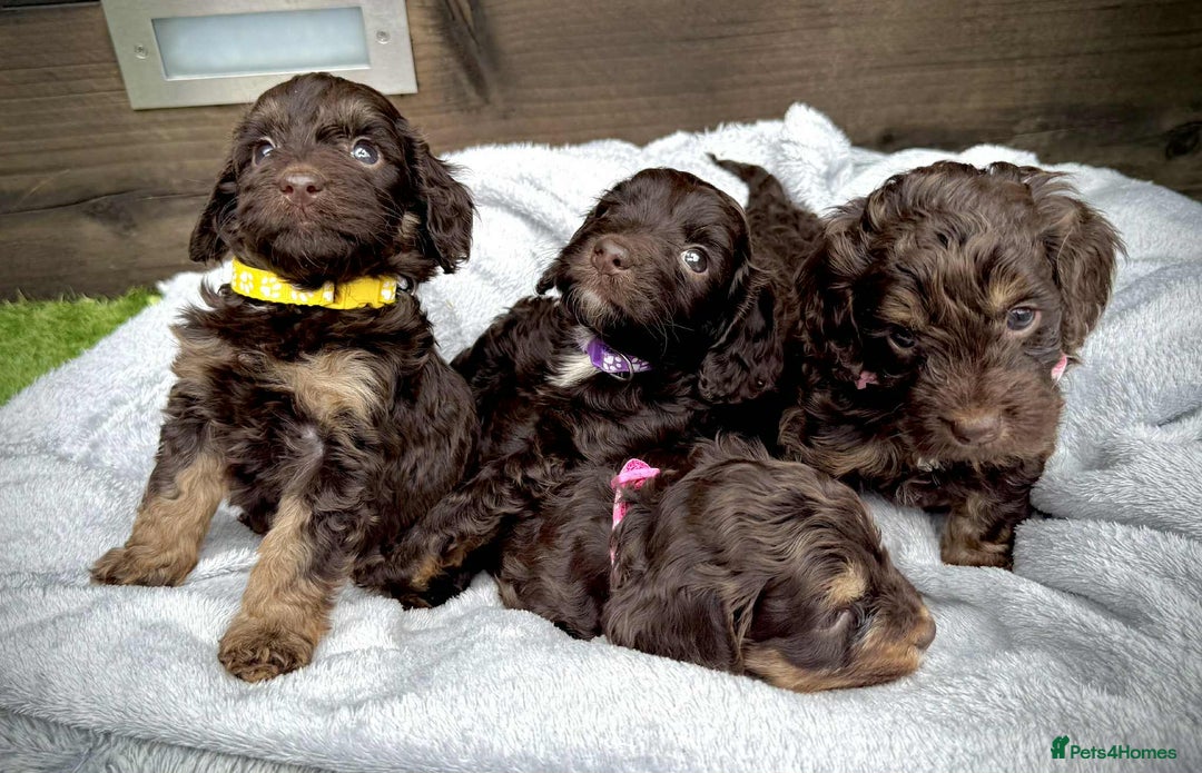 Cockapoo dogs for sale: 🤎🧡F1 Extensively Health Tested Cockapoos🧡🤎 - Image 14