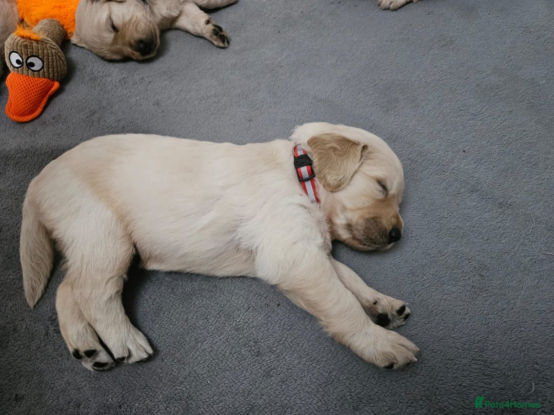 Golden Retriever dogs for sale: Golden retriever puppies - Image 21