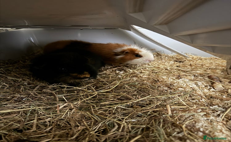 Guinea Pig rodents - Advert 4