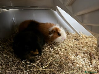 Guinea Pig rodents - Advert 24
