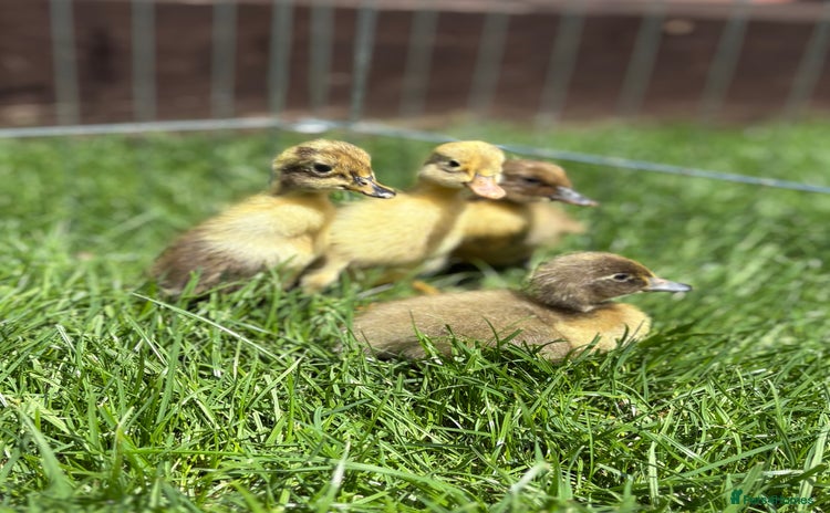Ducks poultry - Advert 17