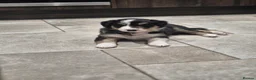 Border Collie dogs for sale: Beautiful Border Collies. Parents DNA tested.  - Advert 11