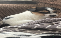 Jack Russell dogs for sale: Jack Russell 2 girls 1 boy - Advert 7