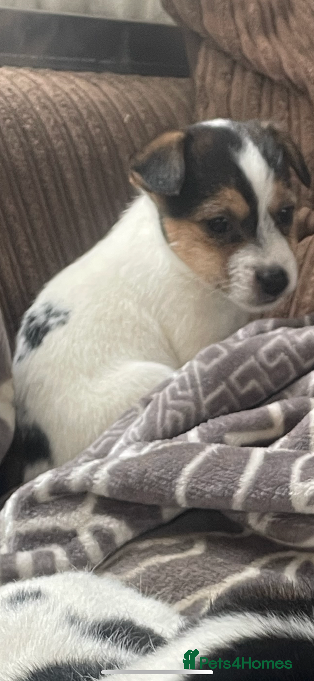 Jack Russell dogs for sale: Jack Russell 2 girls 1 boy - Advert 7