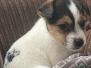 Jack Russell dogs Jack Russell 2 girls - Advert 1