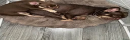 French Bulldog dogs for sale: Fluffy Gene French Bulldogs  in Glasgow - Advert 14