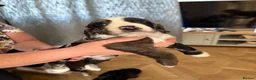 Cocker Spaniel dogs for sale: Beautiful cocker spaniels puppies  - Advert 3