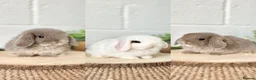 Mini Lop rabbits for sale: Mini Lops available to reserve🐰🌿 - Advert 1