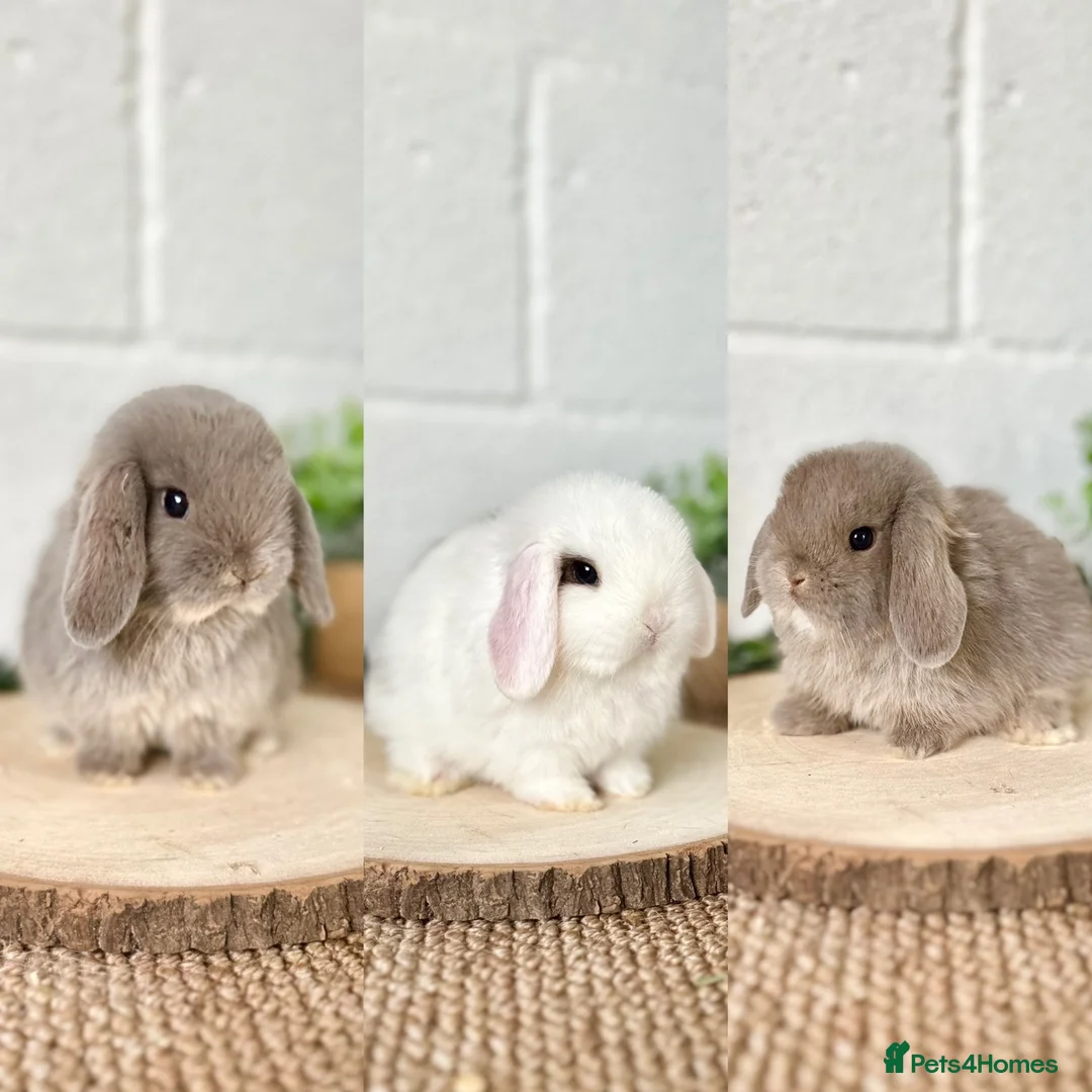 Mini Lop rabbits for sale: Mini Lops available to reserve🐰🌿 - Advert 1