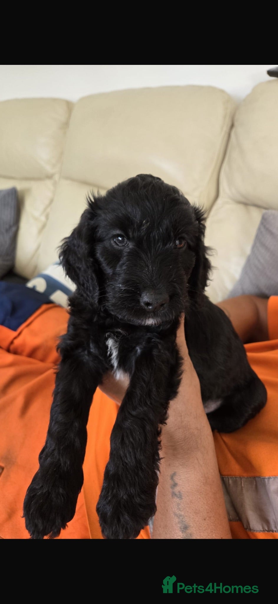 Cockapoo dogs F2 cockapoo pups - Advert 17