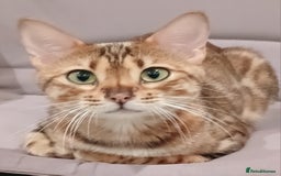 Bengal cats for sale: 3 Beautiful Bengal Kittens for sale - Image 1