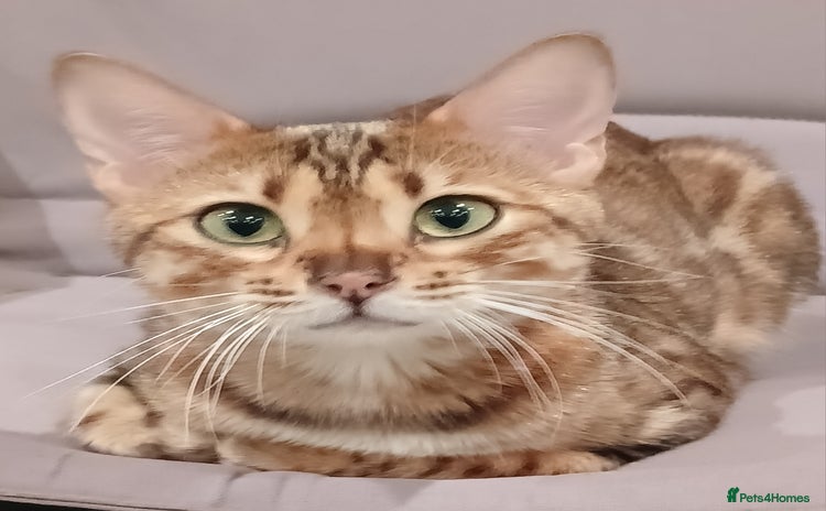 Bengal cats - Advert 7