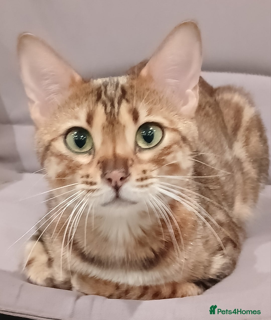 Bengal cats for sale: 3 Beautiful Bengal Kittens for sale - Image 1