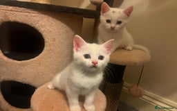 British Shorthair cats for sale: Kittens - Image 1