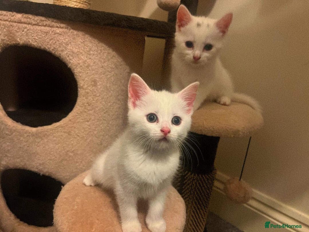 British Shorthair cats for sale: Kittens - Image 1