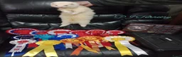 Ferret rodents for sale: Albino Kits for sale - Advert 2