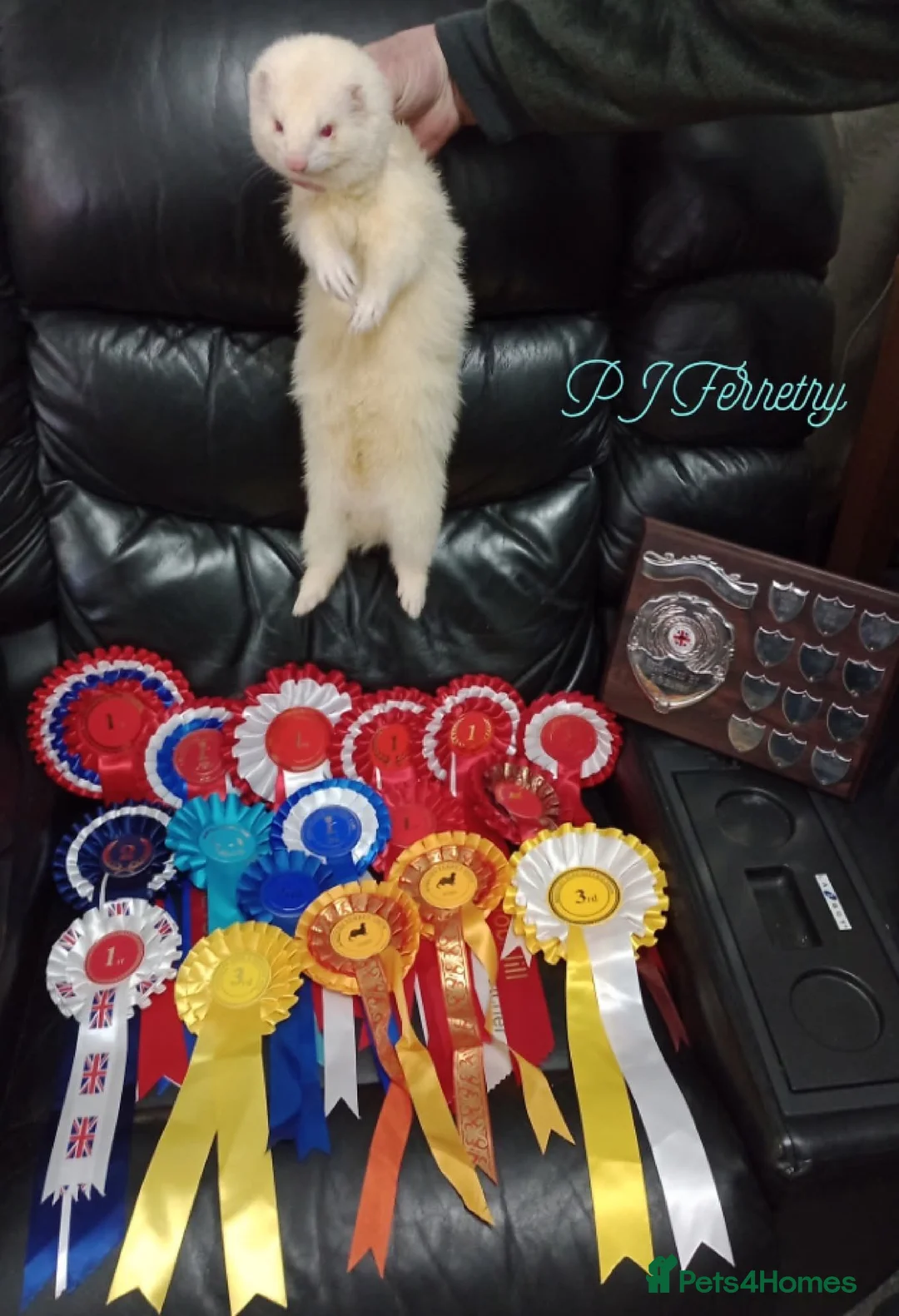 Ferret rodents for sale: Albino Kits for sale - Advert 2