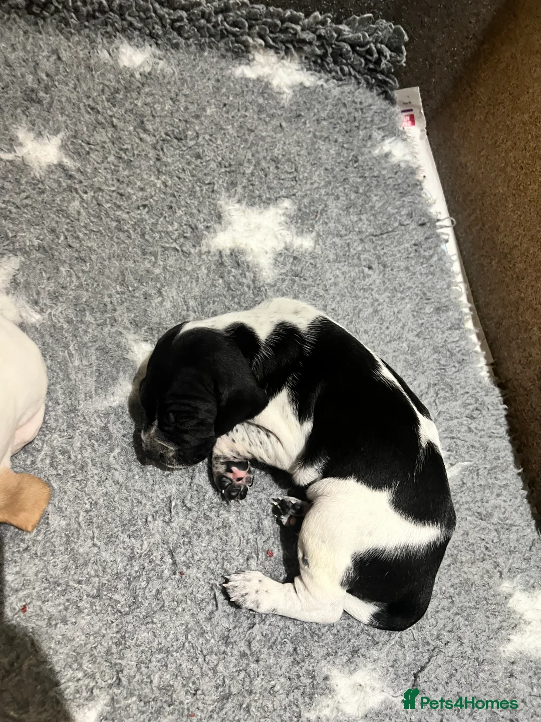 Pointer dogs for sale: Beautiful Pointer puppies  - Advert 14