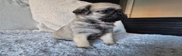 Pug dogs for sale: Beautiful Pug Puppies  - Advert 11