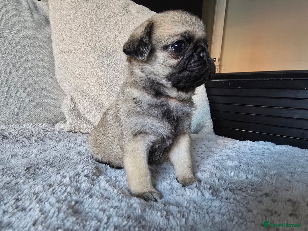Pug dogs for sale: Beautiful Pug Puppies  - Advert 11