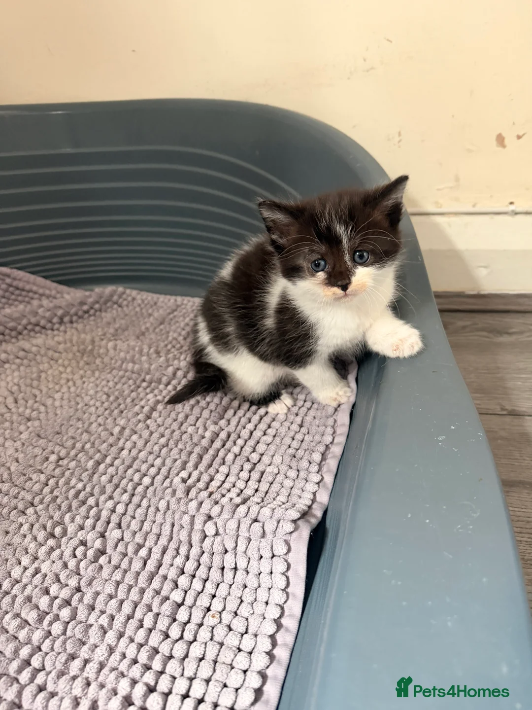 Mixed Breed cats for sale: Kittens - Advert 5