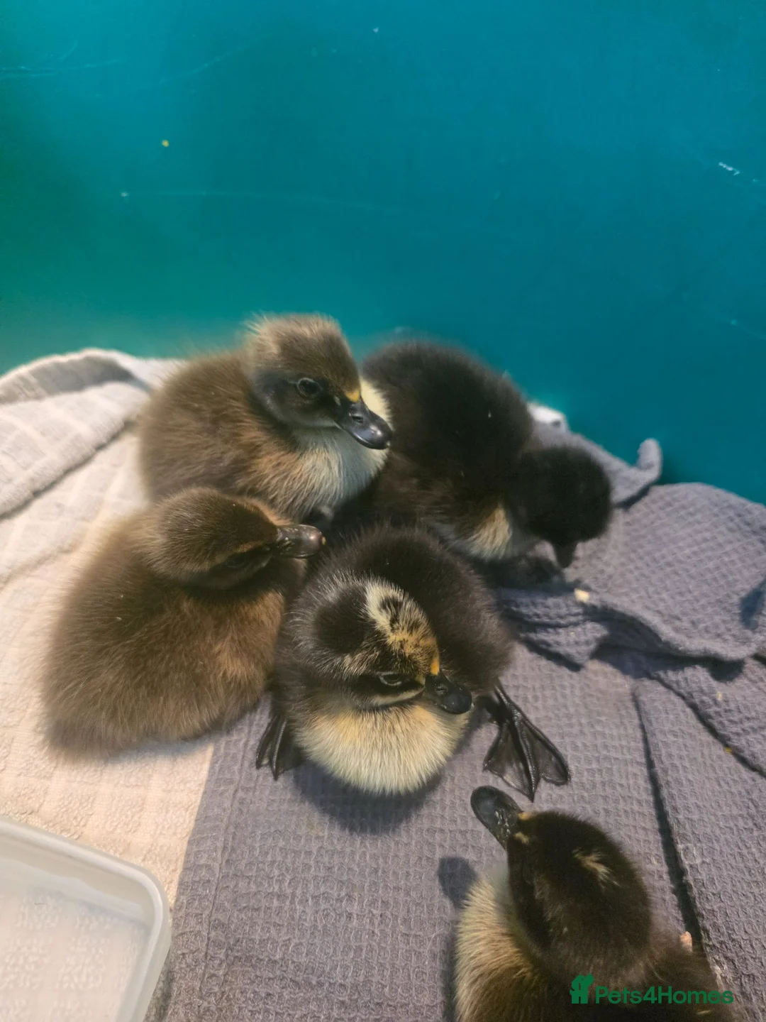 Ducks poultry for sale: 6 Unsexed Runner Ducklings & seperately 1 Drake in Thornhill - Advert 2