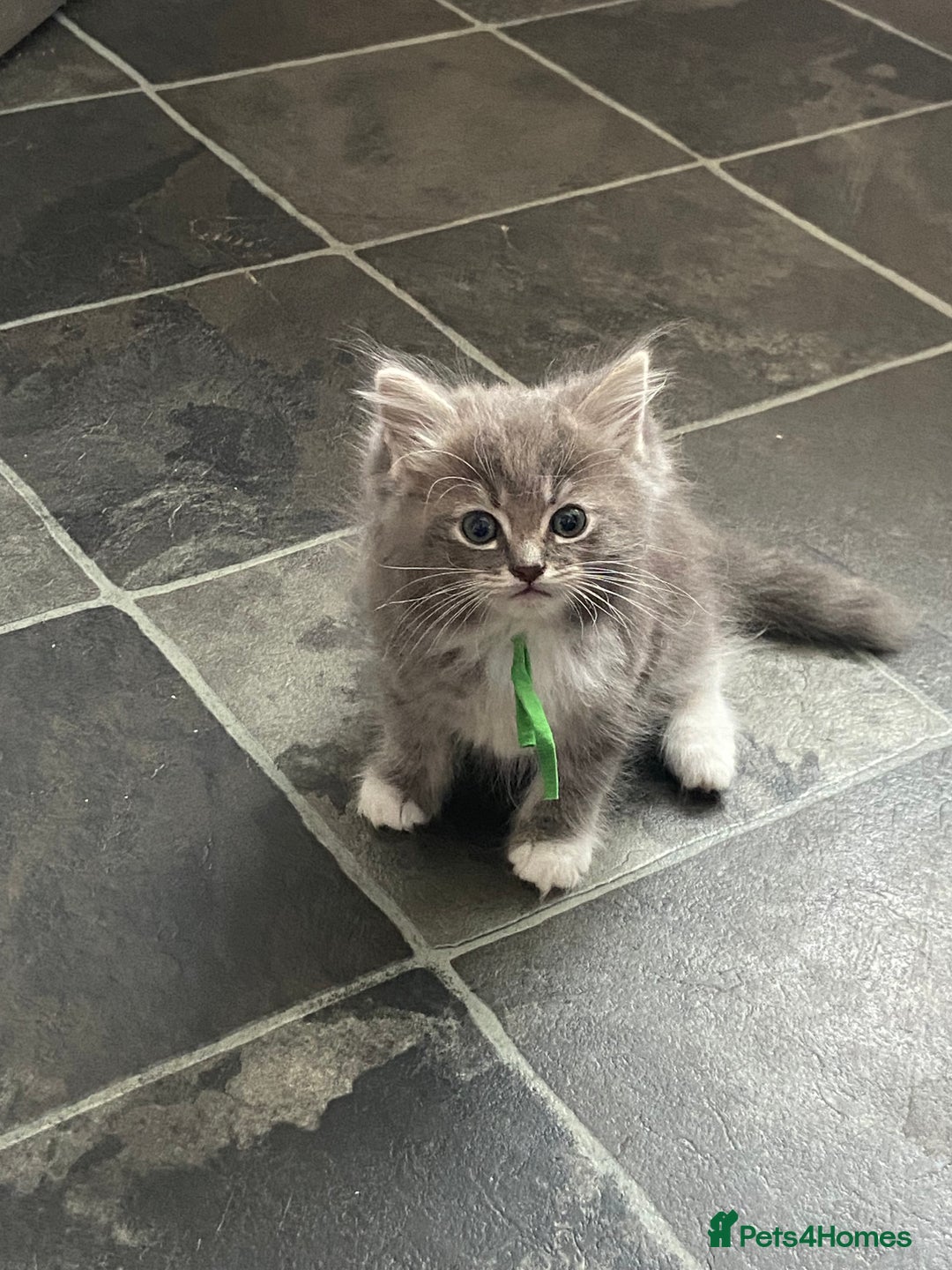 Ragdoll cats for sale: Stunning Ragdoll kittens available  - Image 1