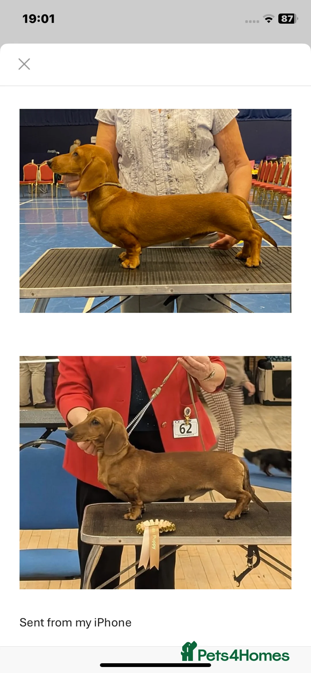 Dachshund dogs for sale: Mrs Margaret Davey - Advert 3