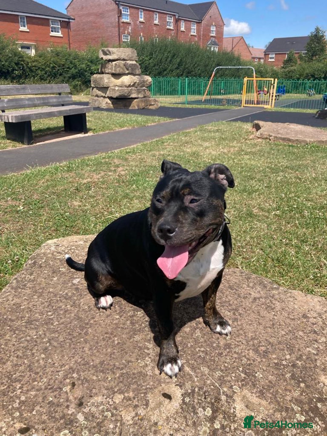 Staffordshire Bull Terrier dogs for sale: Staffordshire bull terrier puppies  - Image 1